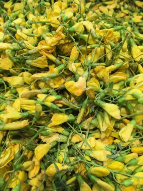 Sesbania çiçek kadar kapatın