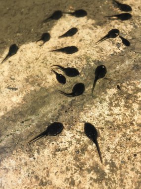 Yüzme Kurbağa yavrularını kadar kapatın