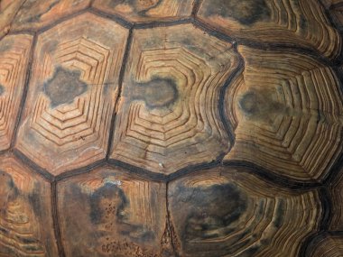 kaplumbağa kabuğu kadar kapatın