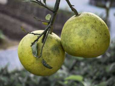 pomelo kadar kapatın 