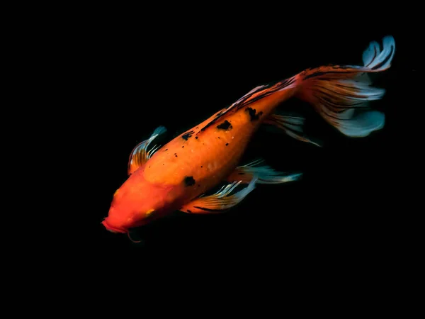 Gyönyörű, színes, Díszes carp fish — Stock Fotó