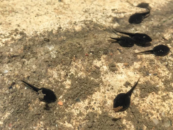 Cerca renacuajos natación — Foto de Stock