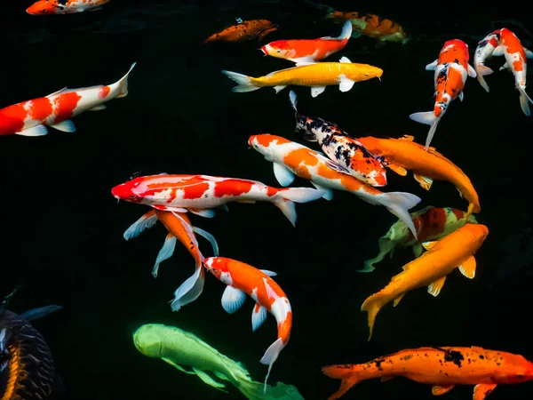 Piękne kolorowe karpie fantazyjnych ryb — Zdjęcie stockowe