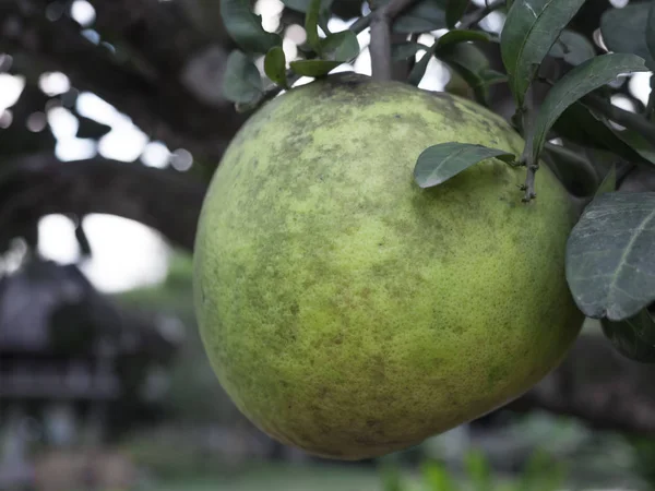 pomelo kadar kapatın 