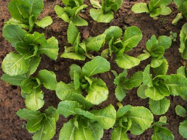 Yeşil marul çiftlik