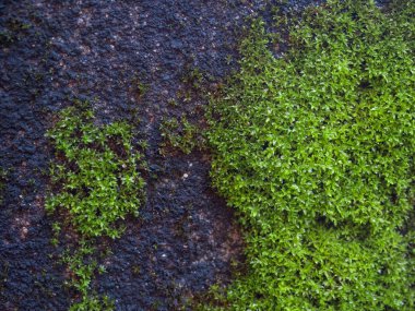 yeşil ecek arka plan