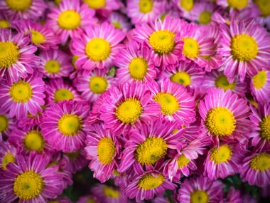 Pembe çiçek kapatın