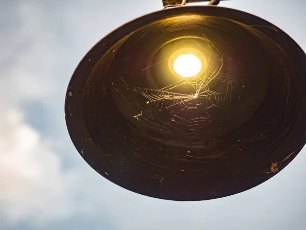 Lightbulb and spiderweb — Stock Photo, Image