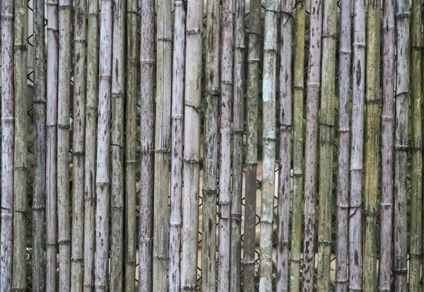 Vecchio recinto di bambù — Foto Stock