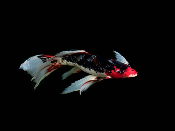 美しいカラフルな派手な鯉魚 — ストック写真