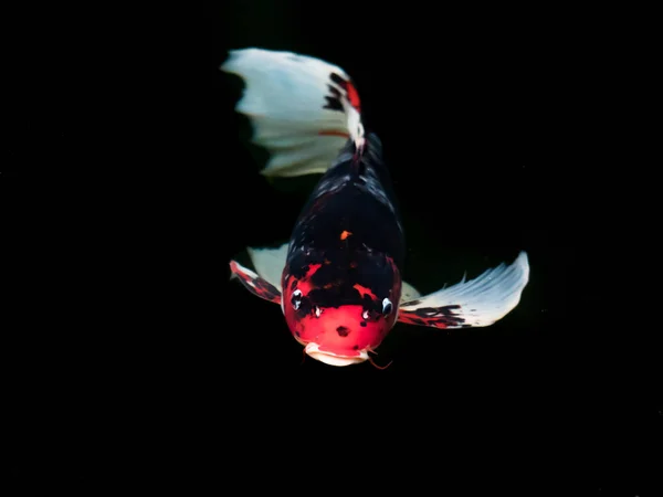 सुंदर रंगीन फैंसी कार्प मछली — स्टॉक फ़ोटो, इमेज