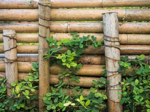 Бамбуковий паркан з багатьма рослинами — стокове фото