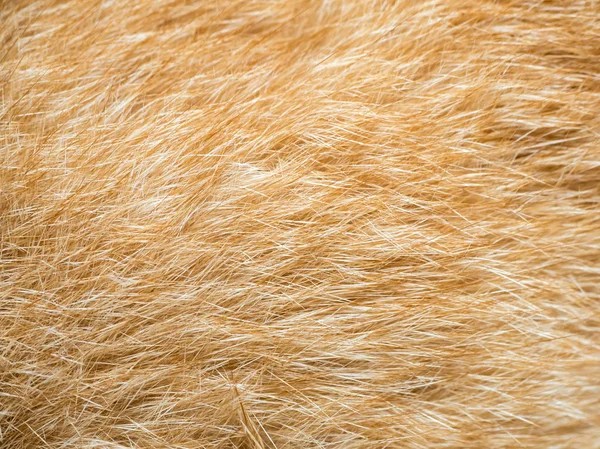 Vértes macska szőr — Stock Fotó