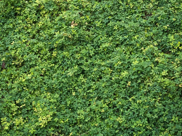 Latar belakang tanaman hijau — Stok Foto