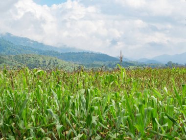 Yeşil mısır tarlası