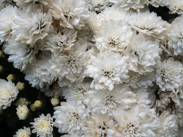 Белые цветы на черном фоне — стоковое фото