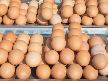 Tepsiye kızarmış yumurta