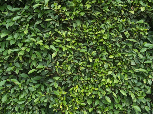 Korean Banyan tree leaves background