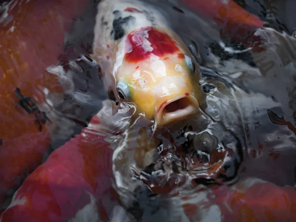 Bellissimo pesce carpa colorato fantasia — Foto Stock