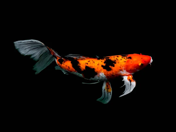 सुंदर रंगीत फॅन्सी कार्प मासे — स्टॉक फोटो, इमेज