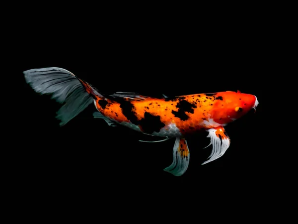 Beautiful colorful fancy carp fish — Stock Photo, Image