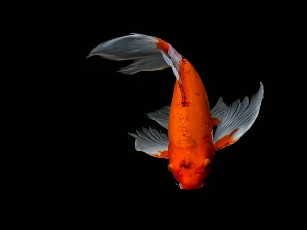 Hermoso pez carpa de lujo colorido — Foto de Stock
