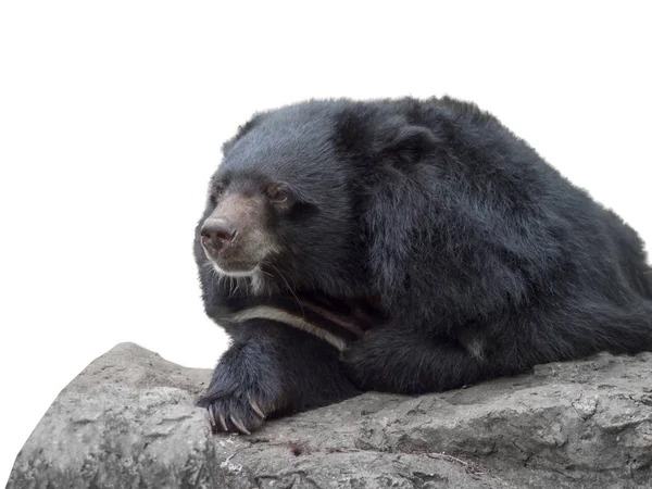 Asiatiska black bear — Stockfoto