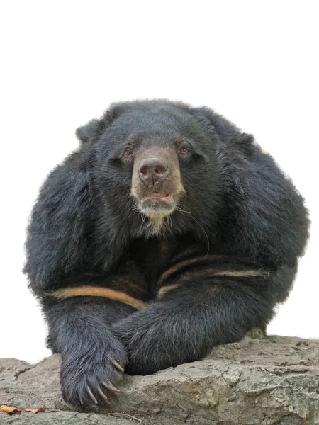 Ασιατική black bear, πάνω στο βράχο — Φωτογραφία Αρχείου