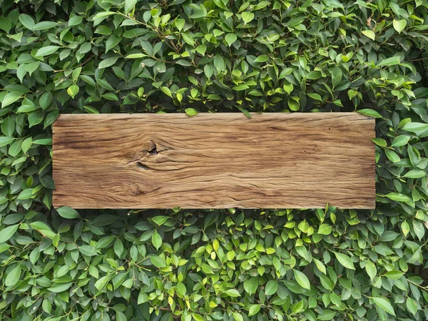 Tavole di legno su coreano albero Banyan foglie sfondo — Foto Stock