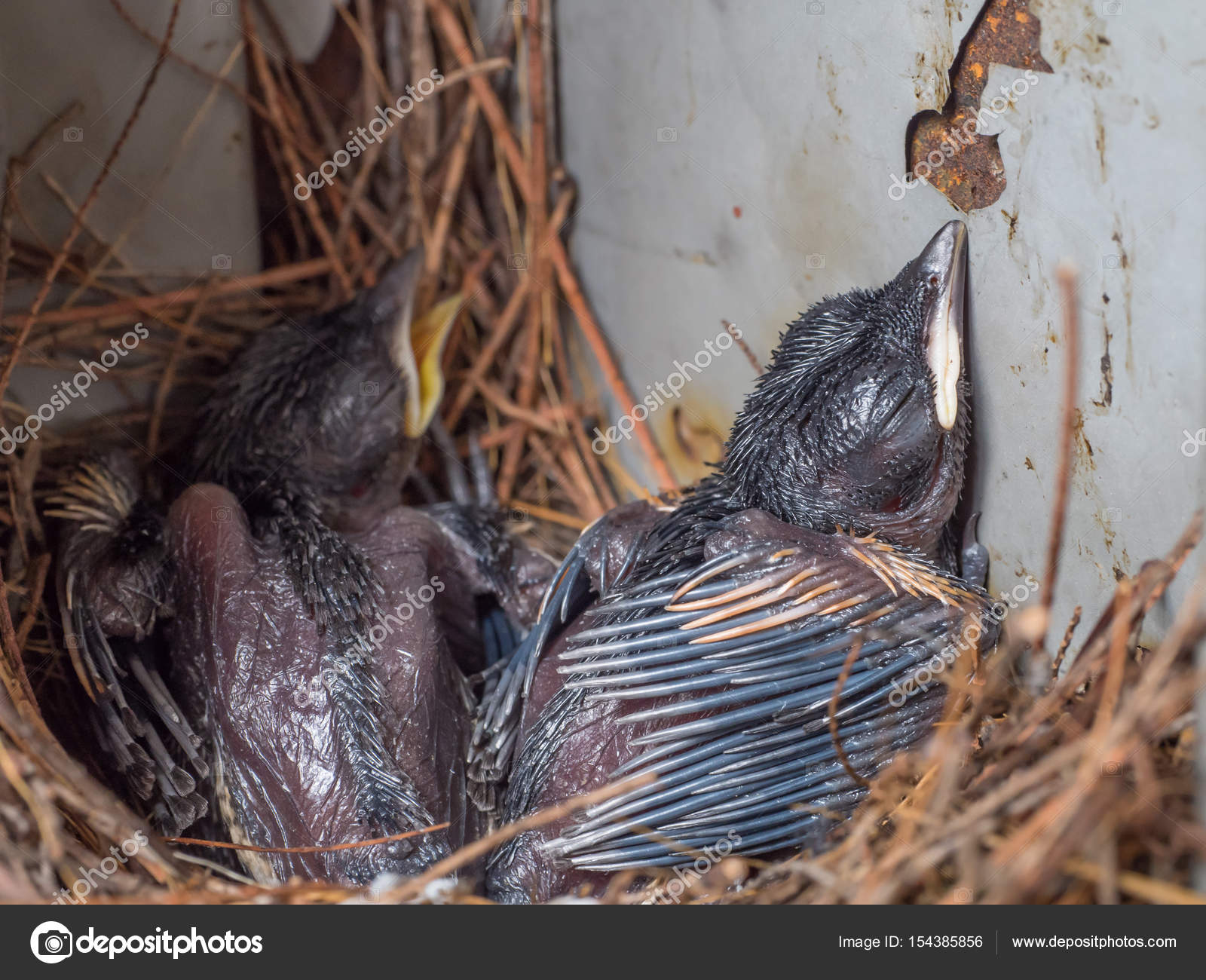 Baby Pigeon Nest In Load Panel Box Stock Photo Image By C Geenamp Gmail Com Baby Pigeon Nest In Load Panel Box Stock Photo Image By C Geenamp Gmail Com