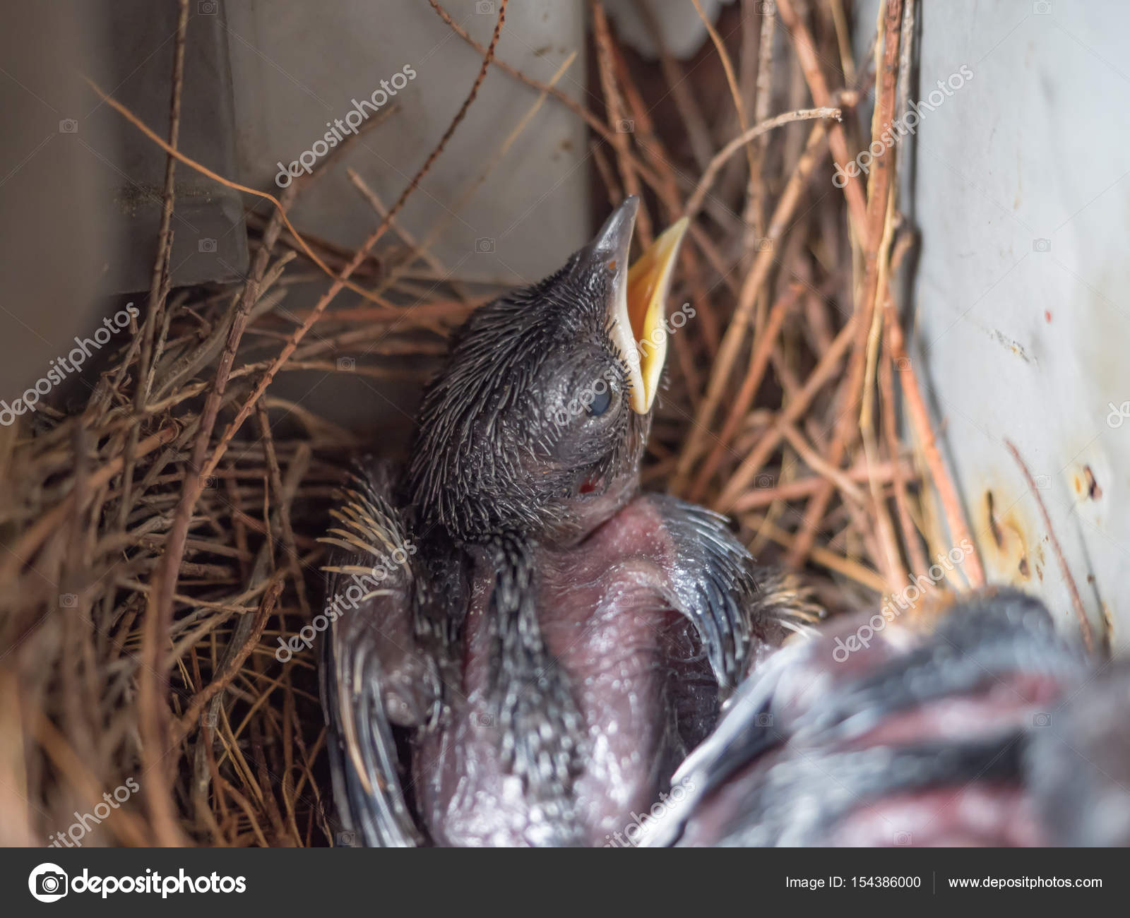 Baby Pigeon Nest In Load Panel Box Stock Photo Image By C Geenamp Gmail Com Baby Pigeon Nest In Load Panel Box Stock Photo Image By C Geenamp Gmail Com