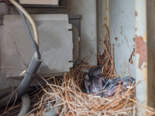 Baby Pigeon Nest in load panel box