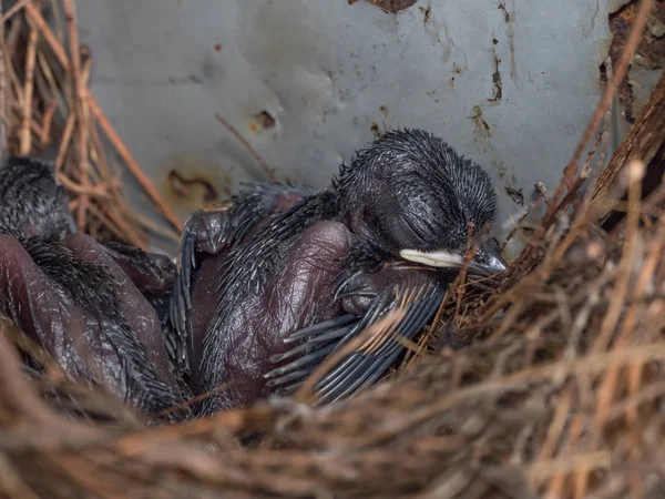 Piccolo nido di piccione nella scatola del pannello di carico — Foto Stock