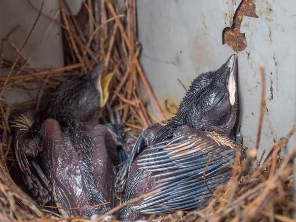 Piccolo nido di piccione nella scatola del pannello di carico — Foto Stock