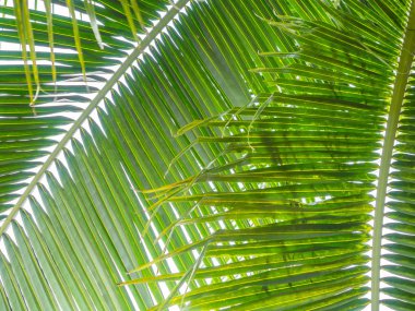 Hindistan cevizi hurma yaprağı arka plan