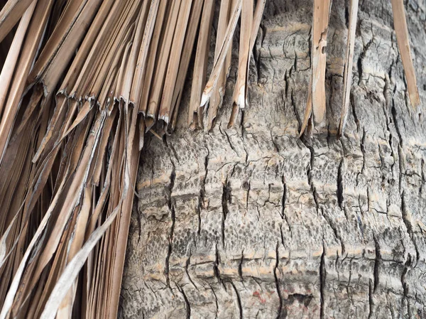 Кора і сухе кокосове пальмове листя — стокове фото
