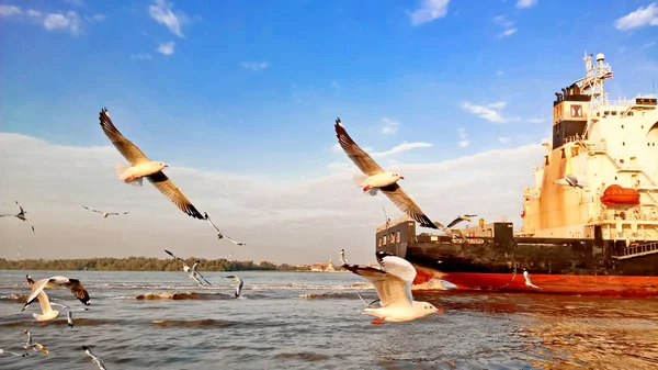 Les mouettes volent au-dessus du plancher océanique pour se nourrir . — Photo