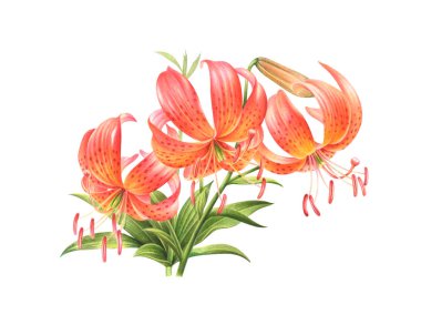 Turuncu Lilly çiçekler. El beyaz zemin üzerine suluboya resim çekilmiş. Yüksek çözünürlük. Kırpma yolu dahil. Gösterim amacıyla tebrik kartları, davetiyeler ve diğer yazdırma projeleri.