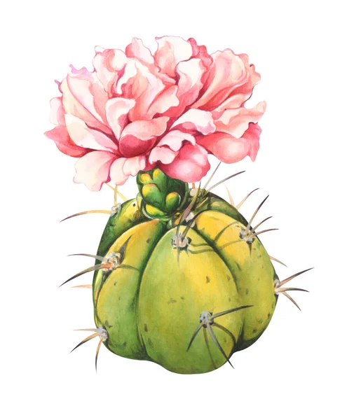 Plantilla de tarjeta con flor de cactus. Pintura acuarela dibujada a mano sobre fondo blanco. Alta resolución. Ruta de recorte incluida. Ilustración para tarjetas de felicitación, invitaciones y otros proyectos de impresión . — Foto de Stock