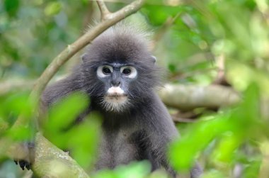 gölgeli langur maymun