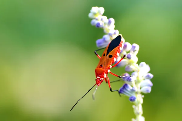 Red bug on flower — Stock Photo, Image