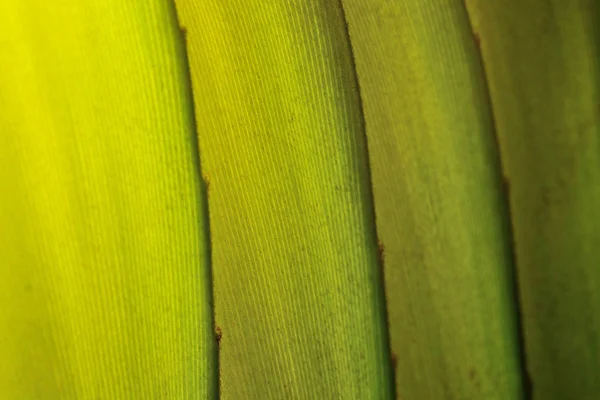 Textura de folha verde — Fotografia de Stock