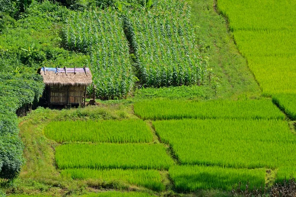 Zöld rizs mezők — Stock Fotó