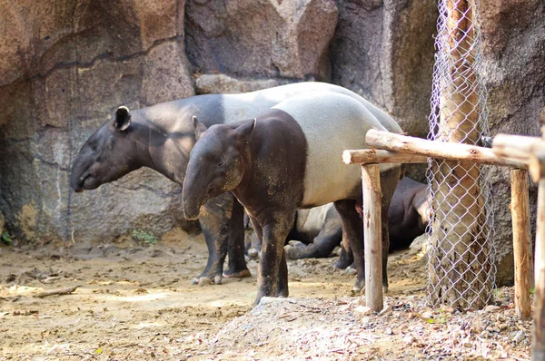 Tapir no zoológico — Fotografia de Stock