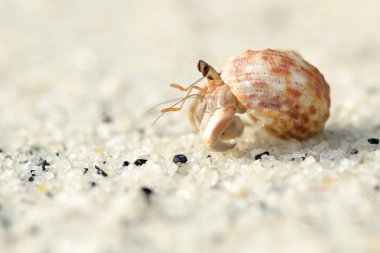 pavurya kum üzerinde