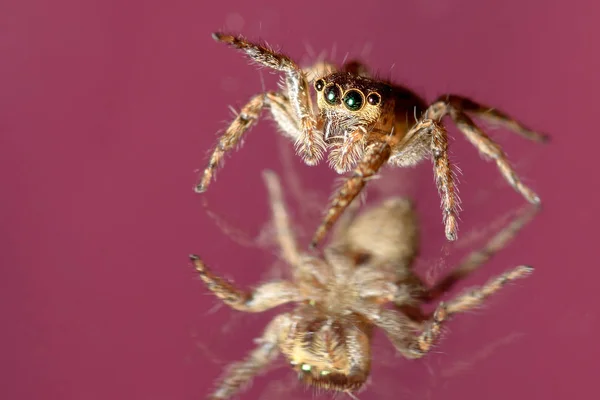 Прыгающий паук на траве — стоковое фото