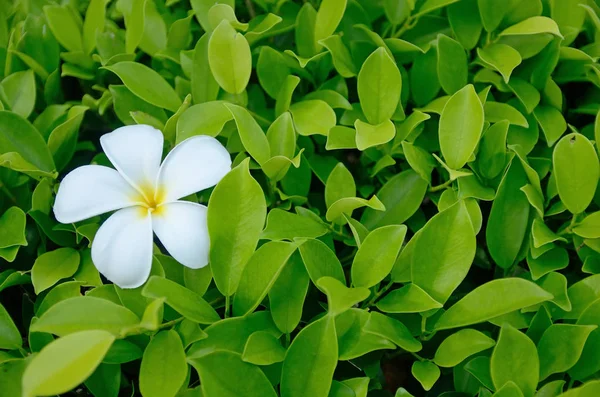 Plumeria flower and leaf — Stock Photo, Image