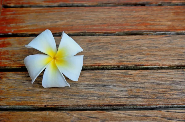 Plumeria flor em madeira — Fotografia de Stock