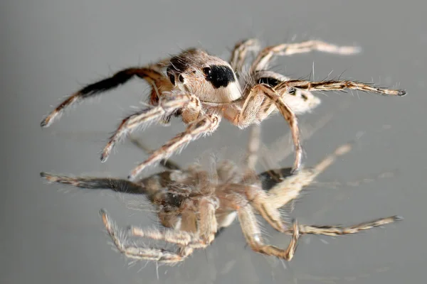 Spinne springt auf Glas — Stockfoto