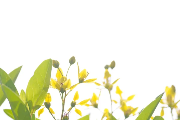 Textura de hoja verde — Foto de Stock